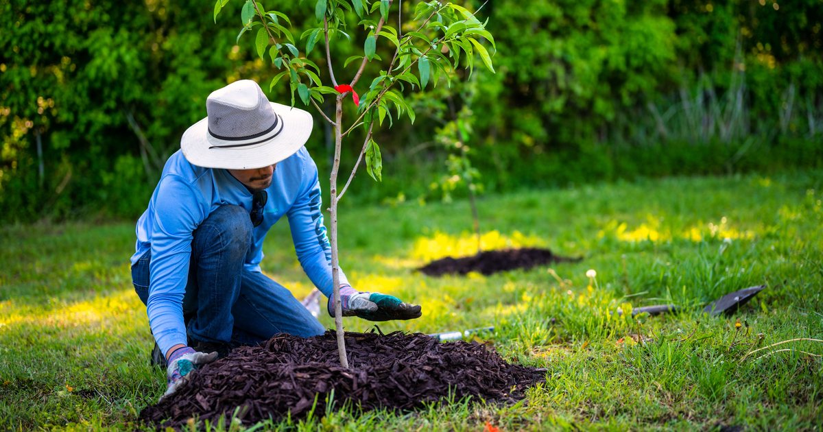 A ring of mulch surrounding the base of a tree trunk