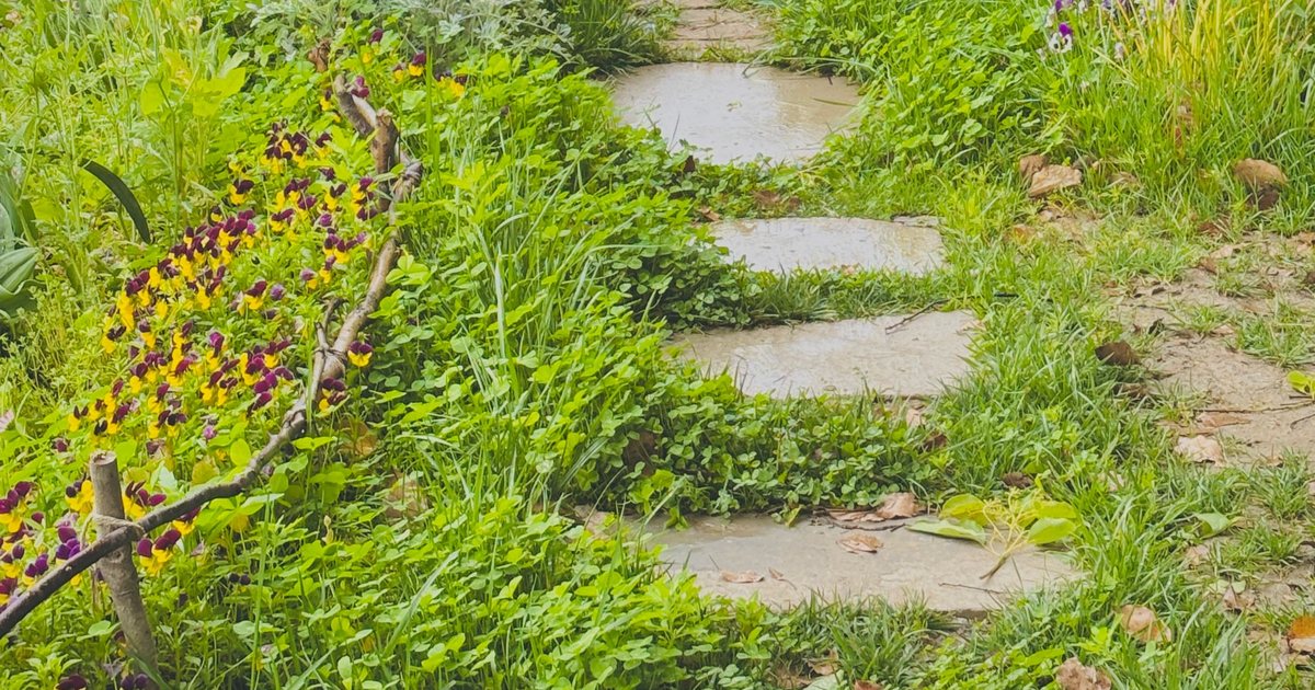 A stone stepping-stone path through a green garden lawn