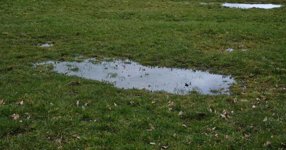 A puddle of standing water across a green lawn after rain