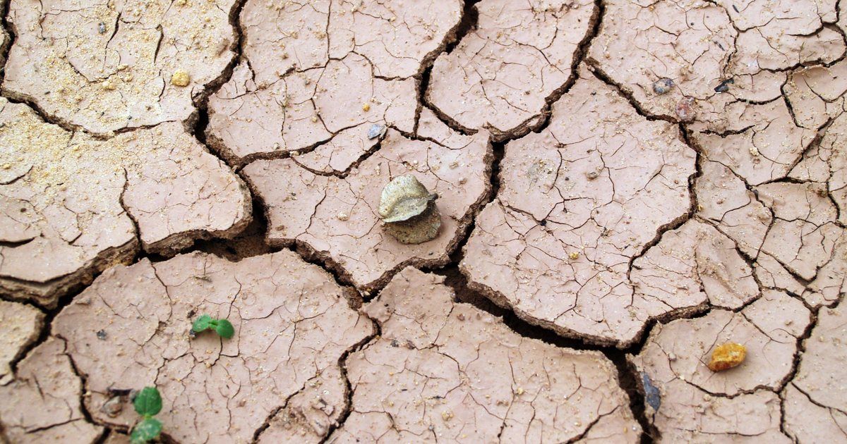 Dry, cracked clay soil with a dense network of fissures