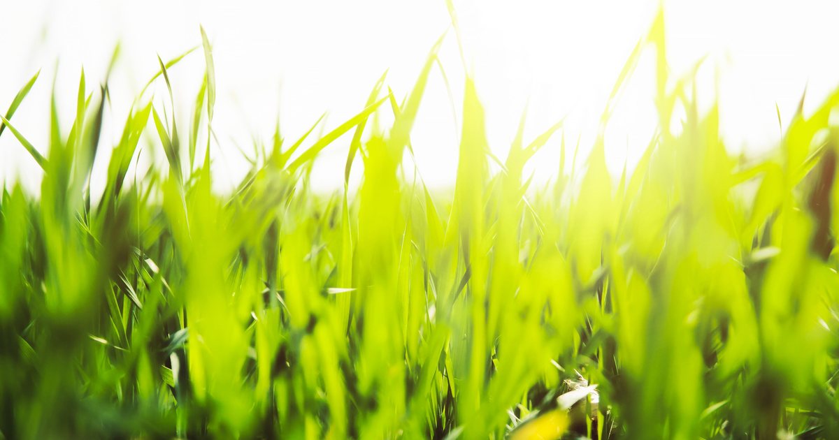 Bright sunlight on a close-up patch of green grass