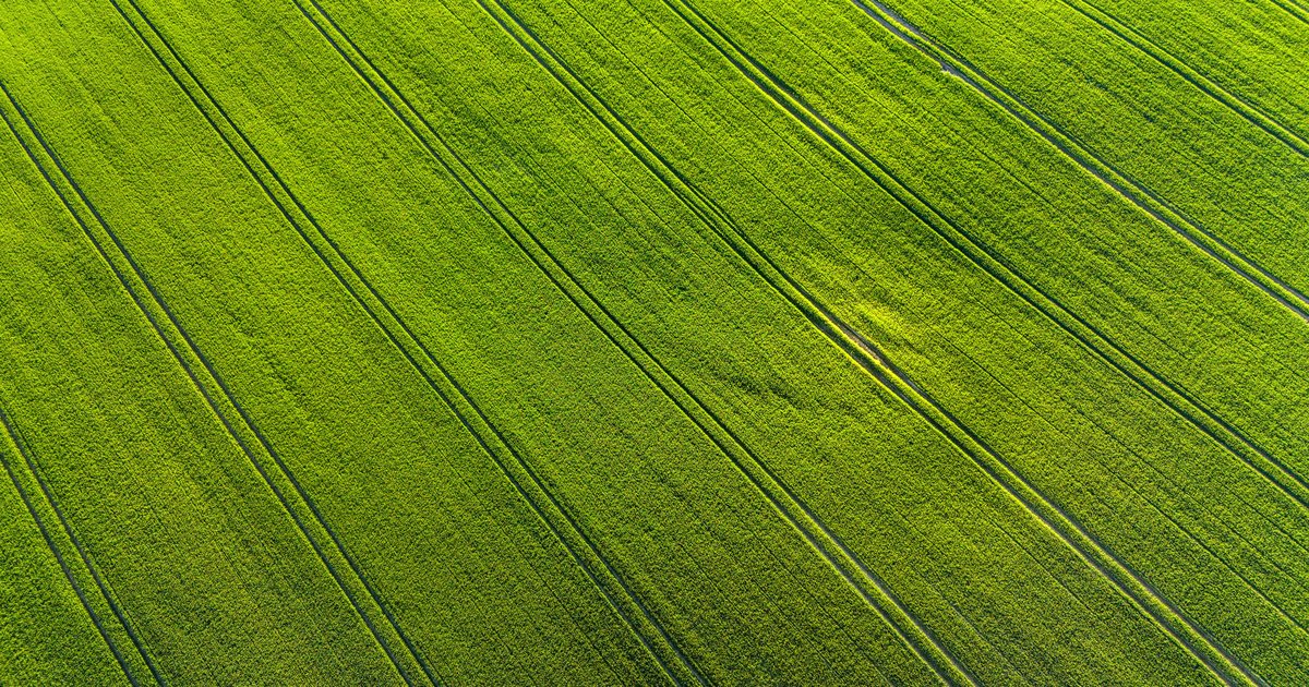 Aerial view of a green field showing diagonal grain lines