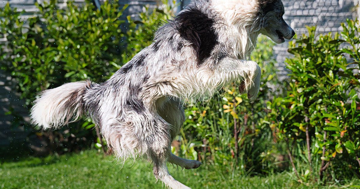 Dog jumping playfully on a green backyard lawn near a fence