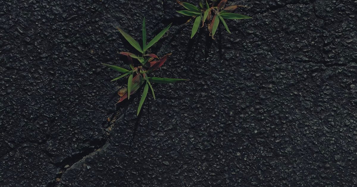 Weeds through a seam A small tuft of grass and weeds growing through a crack in pavement